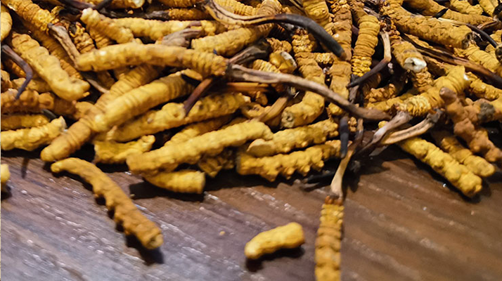斷的冬蟲夏草有效果嗎？一文揭開真相