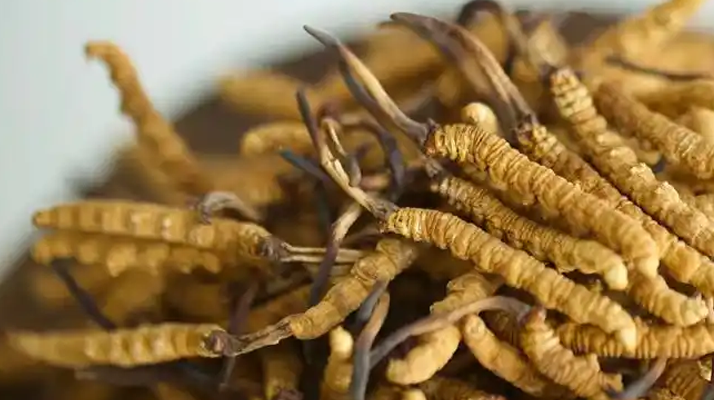 冬蟲(chóng)夏草特級(jí)多少錢(qián)一克？多因素交織下的價(jià)格探秘