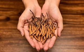 冬蟲(chóng)夏草怎么食用效果好？掌握這些方法發(fā)揮最大功效