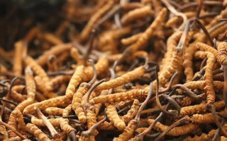 冬蟲夏草有什么好處？解密天然滋補(bǔ)品的多重健康價(jià)值