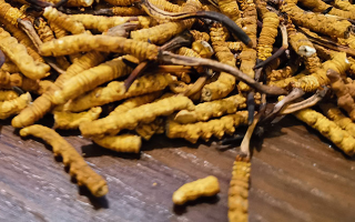 天然冬蟲(chóng)夏草多少錢(qián)一克？