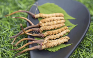 新鮮松茸冬蟲夏草怎么吃？滋補(bǔ)雙珍的美味搭配指南