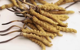 賣冬蟲夏草的地方哪里有？全面解析購(gòu)買渠道與選購(gòu)策略