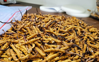 冬蟲(chóng)夏草多少錢(qián)一克