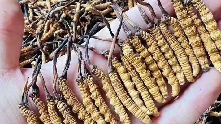 冬蟲夏草一克多少條？看懂規(guī)格，選對滋補品