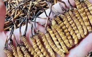 冬蟲夏草的成分解析：揭秘其滋補價值的物質(zhì)基礎