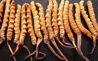3 克冬蟲夏草大約幾根？一文讀懂規(guī)格與數(shù)量的關系