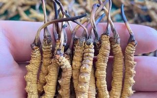 一盒冬蟲夏草多少錢？從規(guī)格到定位的價格解析