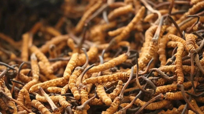 冬蟲夏草一條多少錢？單條價(jià)格的計(jì)算邏輯與實(shí)際范圍